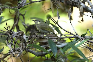  - Elegant Honeyeater