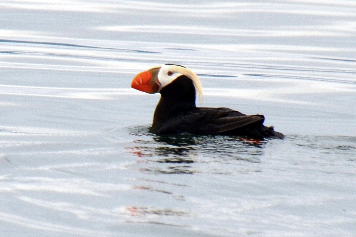 Tufted Puffin - ML63426371