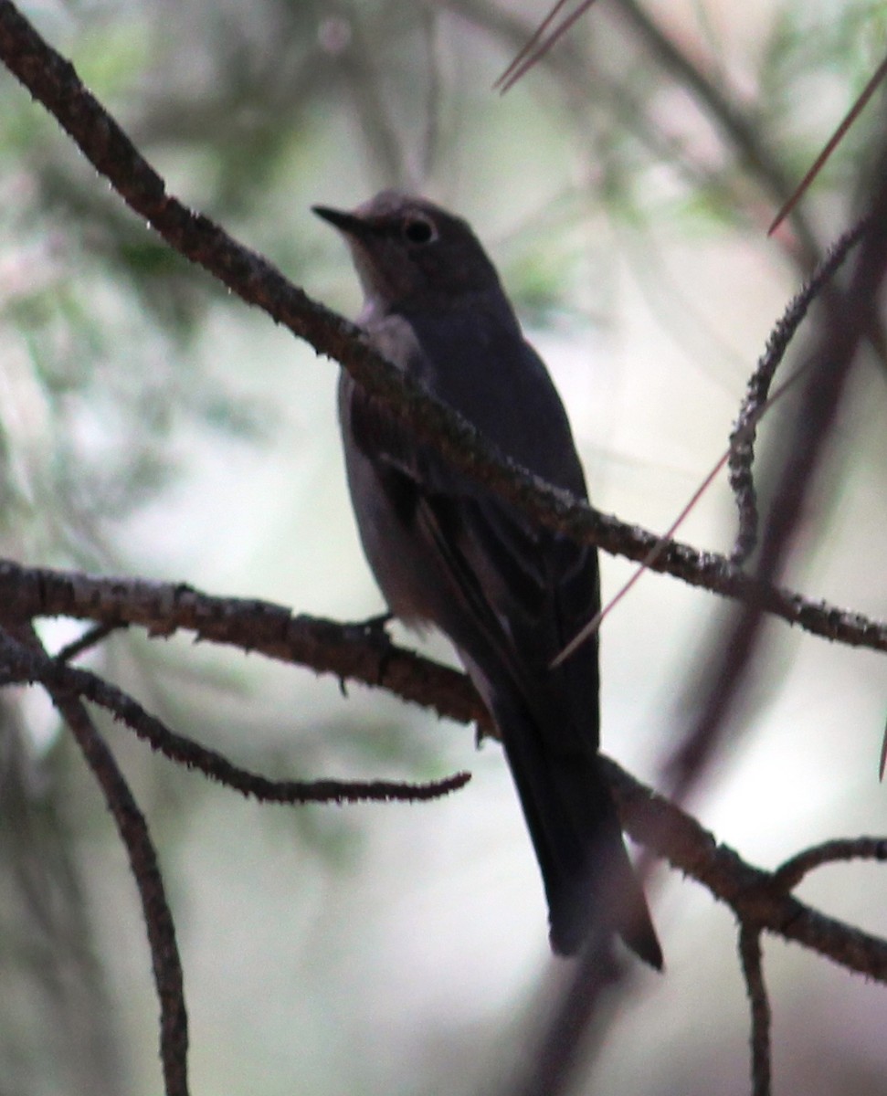 Townsend's Solitaire - Tom Benson