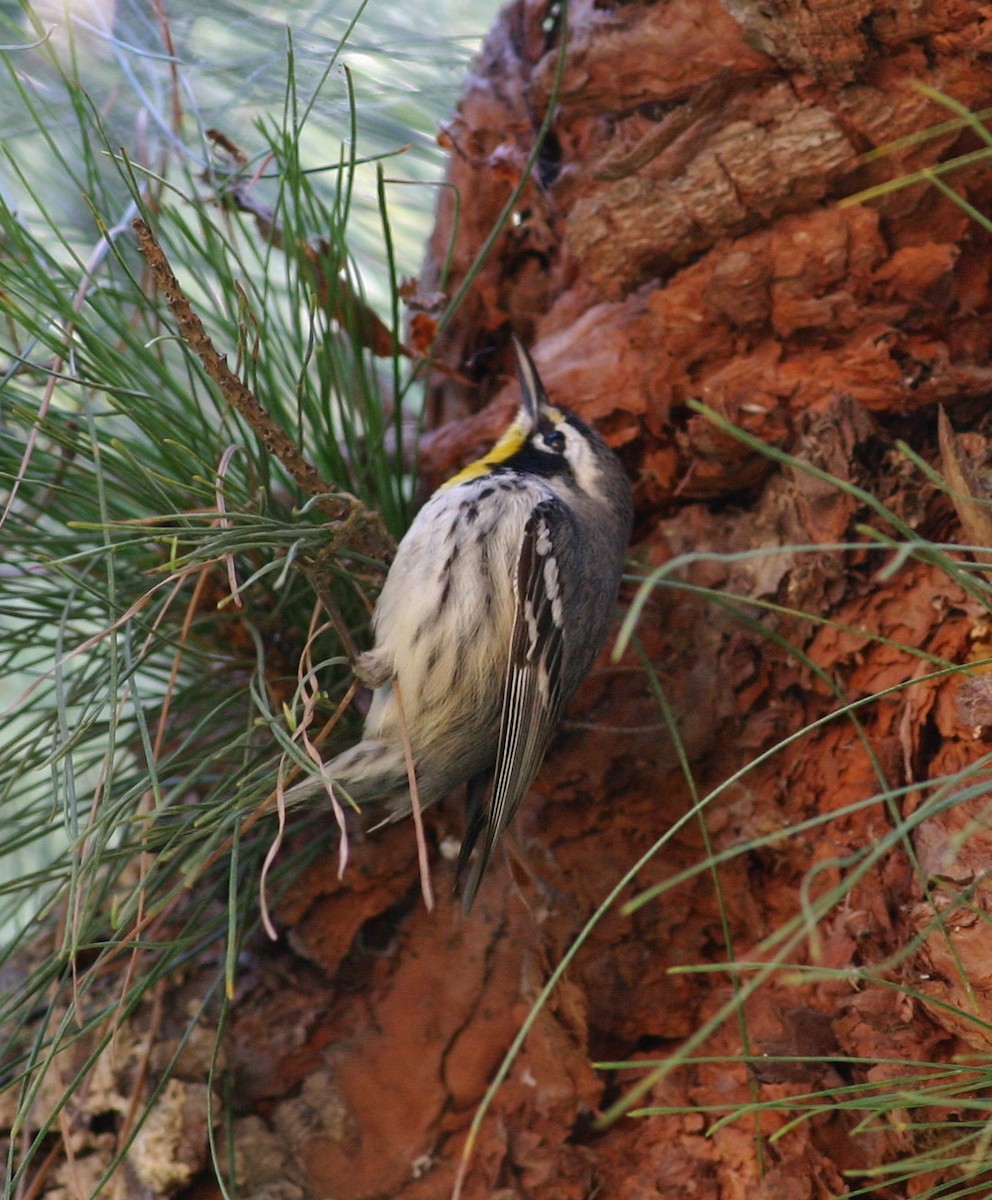 Yellow-throated Warbler - ML63433181
