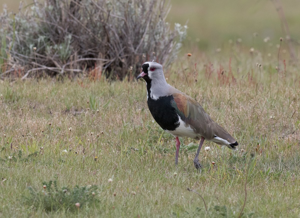 Southern Lapwing - Sonja Ross
