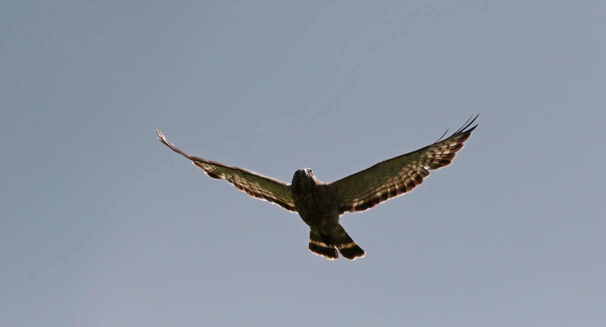 Broad-winged Hawk - Jay McGowan