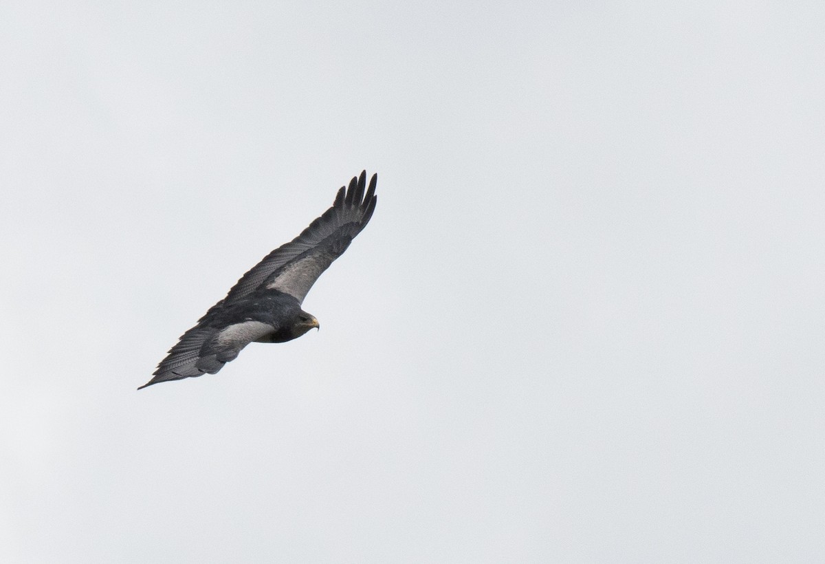 Black-chested Buzzard-Eagle - ML63436091