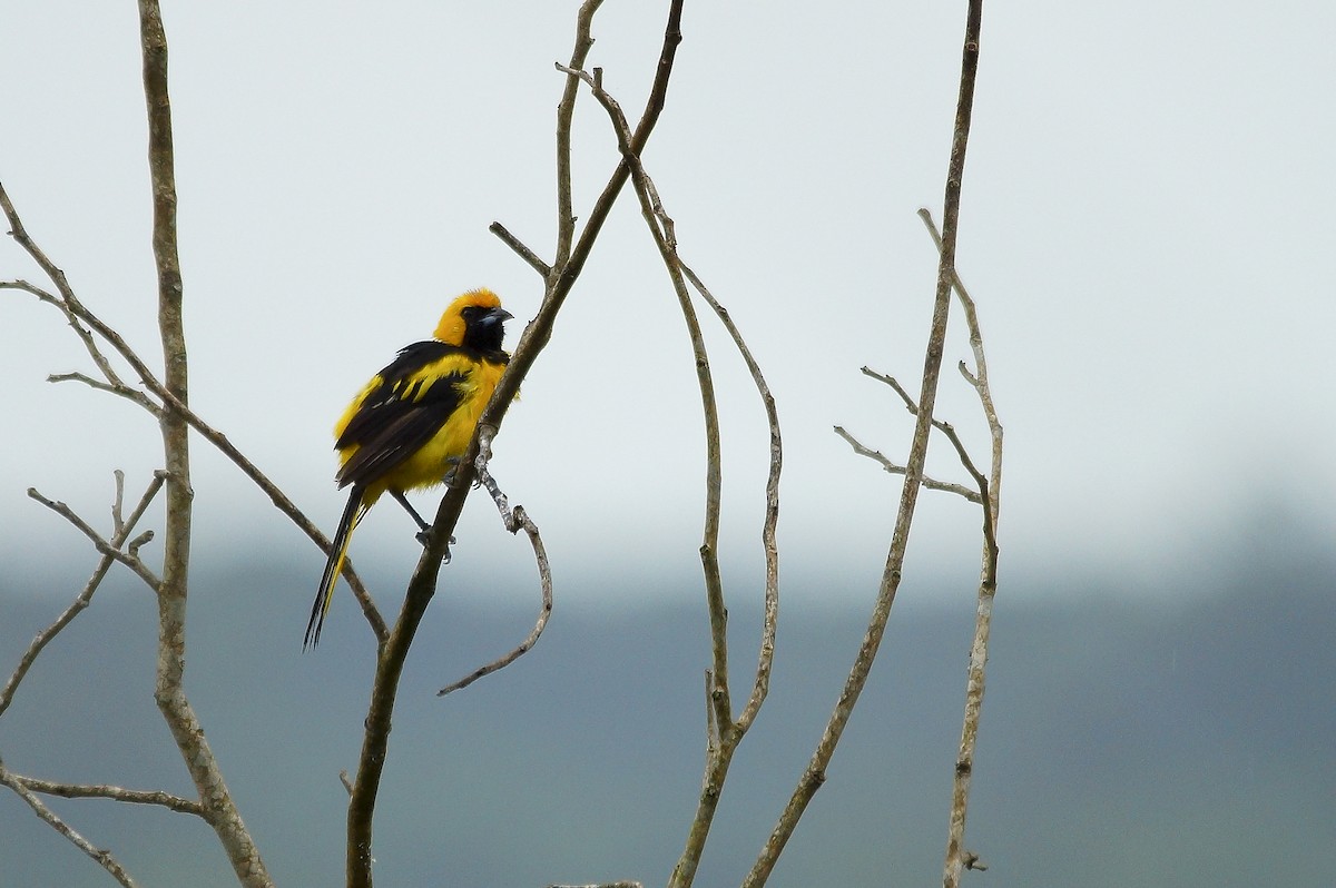 Yellow-tailed Oriole - ML63436591