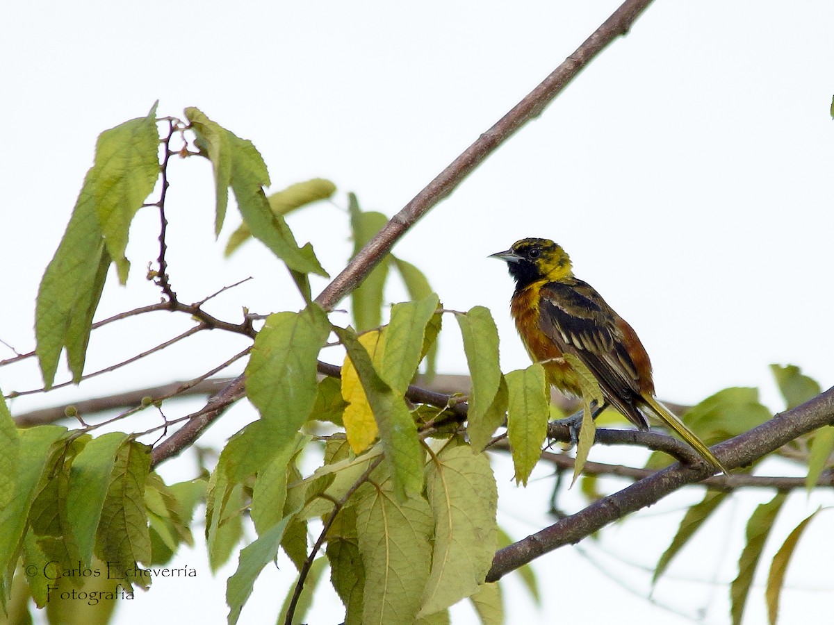 Orchard Oriole - ML63436961