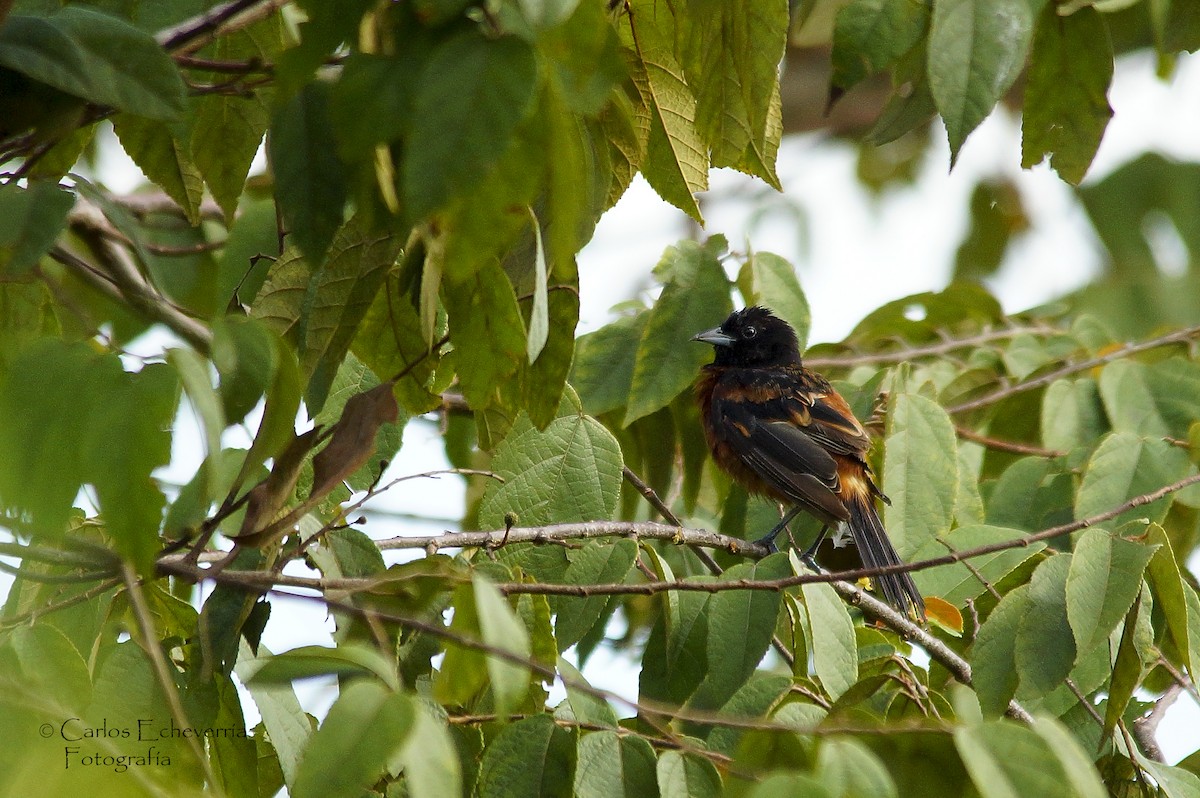 Orchard Oriole - ML63437181