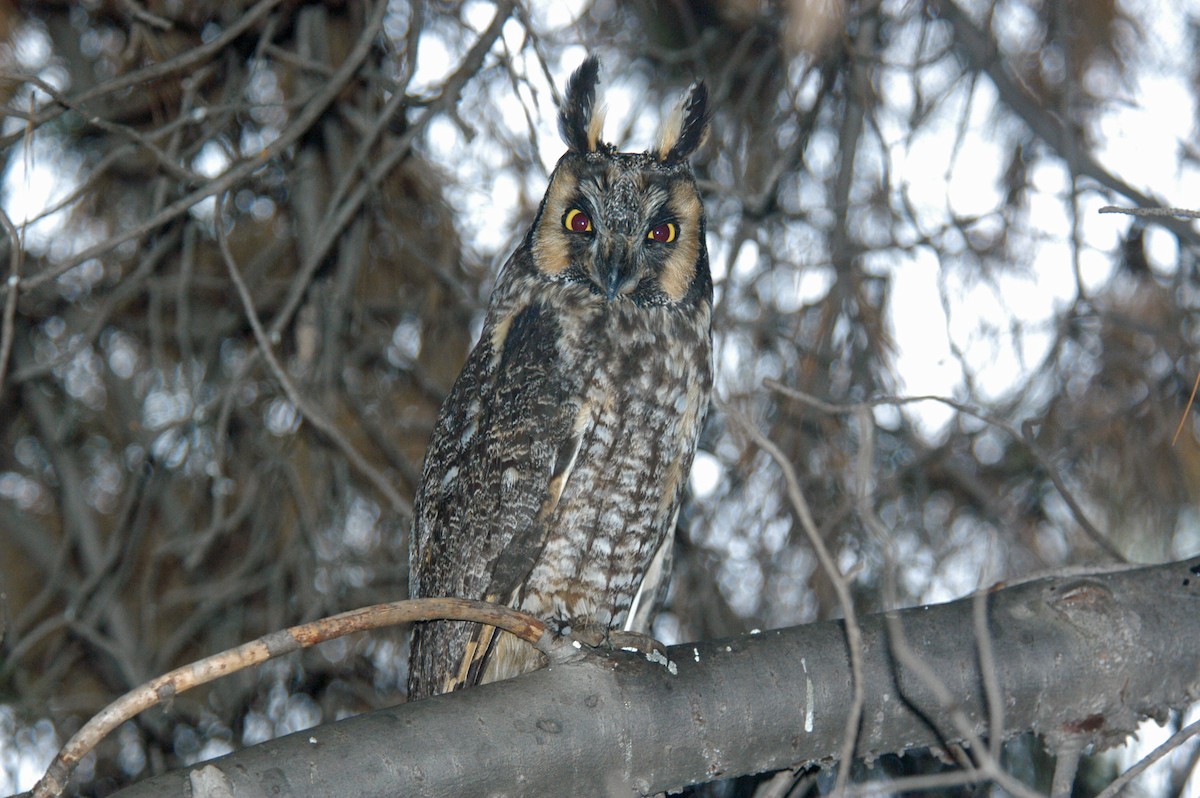 Long-eared Owl - Rod Higbie