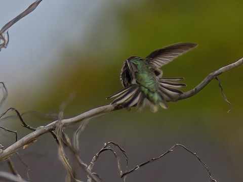 Anna's Hummingbird - James Kendall