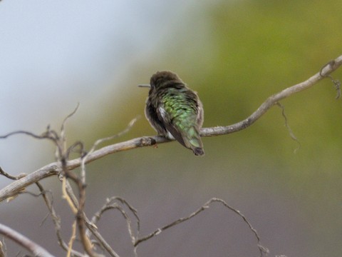 Anna's Hummingbird - James Kendall