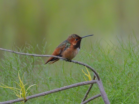 Allen's Hummingbird - James Kendall