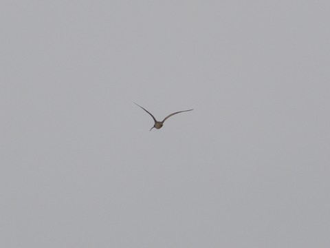 Whimbrel - James Kendall