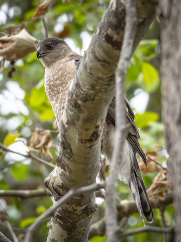 Cooper's Hawk - James Kendall