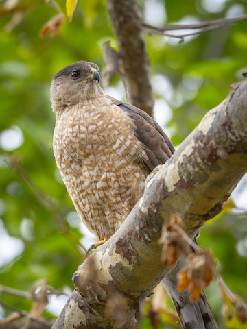 Cooper's Hawk - James Kendall
