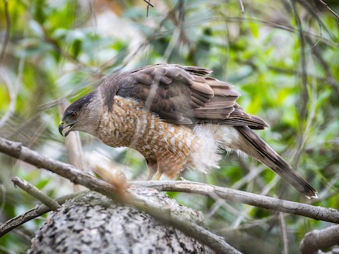 Cooper's Hawk - James Kendall