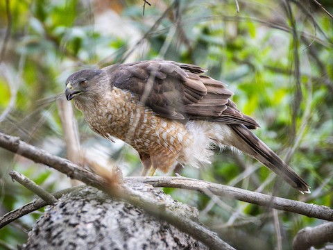 Cooper's Hawk - James Kendall