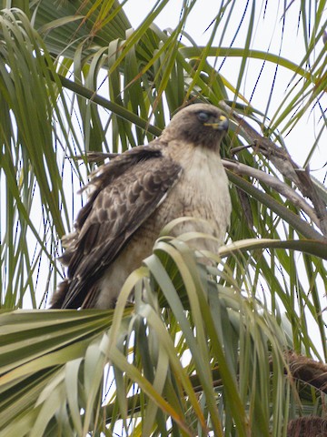 Red-tailed Hawk - James Kendall