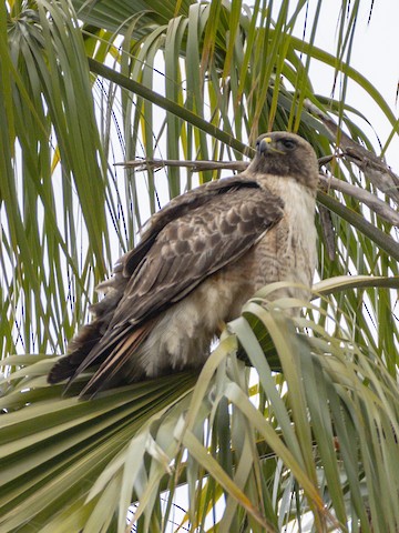 Red-tailed Hawk - James Kendall