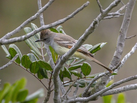 Ash-throated Flycatcher - James Kendall
