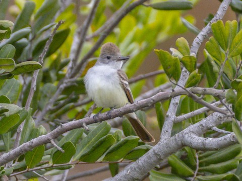 Ash-throated Flycatcher - James Kendall