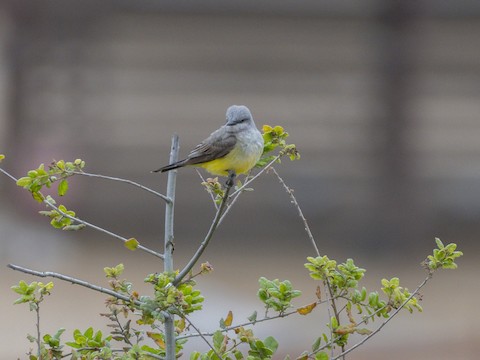 Western Kingbird - James Kendall