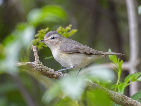 Warbling Vireo - James Kendall