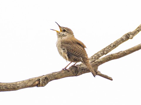 Northern House Wren - James Kendall