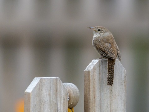 Northern House Wren - James Kendall