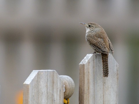 Northern House Wren - James Kendall