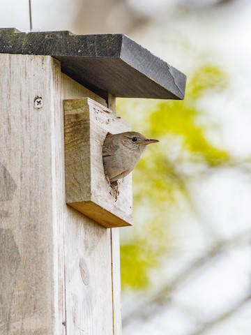 Northern House Wren - James Kendall