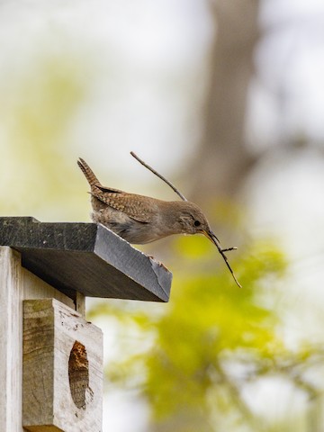 Northern House Wren - James Kendall