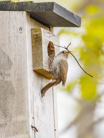 Northern House Wren - James Kendall