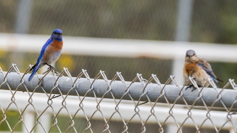 Western Bluebird - James Kendall
