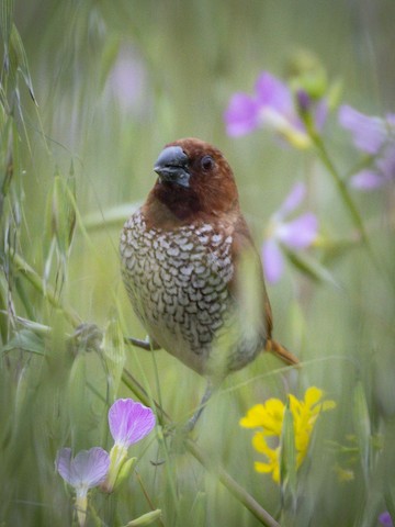 Scaly-breasted Munia - James Kendall