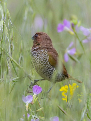 Scaly-breasted Munia - James Kendall