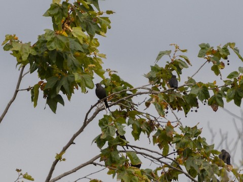 Brown-headed Cowbird - James Kendall
