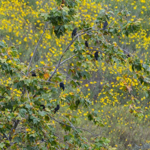 Brown-headed Cowbird - James Kendall