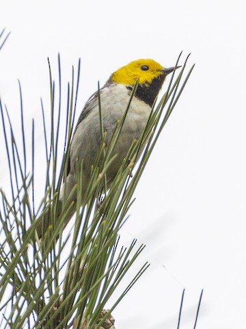 Hermit Warbler - James Kendall