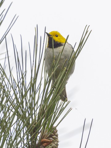 Hermit Warbler - James Kendall