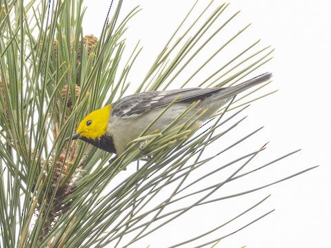Hermit Warbler - James Kendall