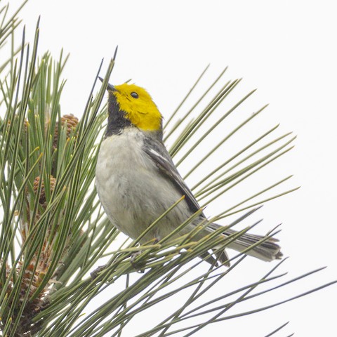 Hermit Warbler - James Kendall