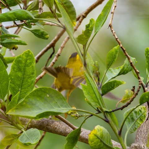 Wilson's Warbler - James Kendall