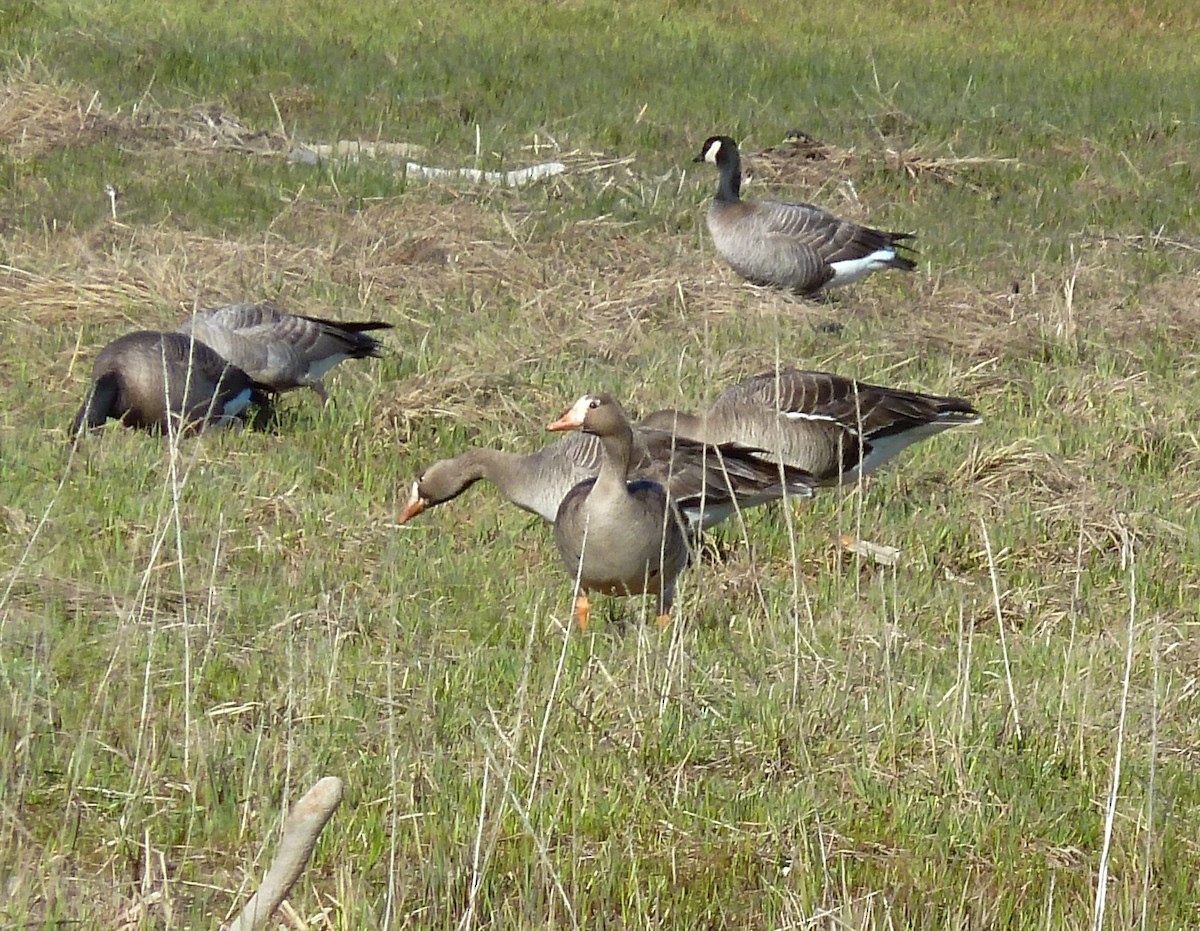 Greater White-fronted Goose - Damon Haan