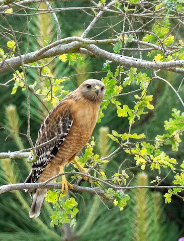 Red-shouldered Hawk - TG Fannon