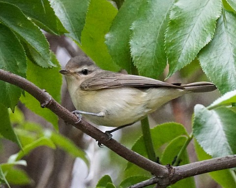 Warbling Vireo - TG Fannon