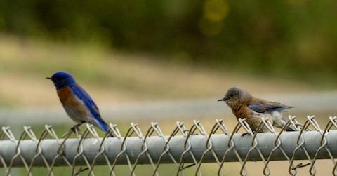Western Bluebird - TG Fannon