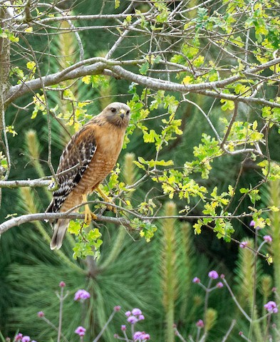 Red-shouldered Hawk - TG Fannon