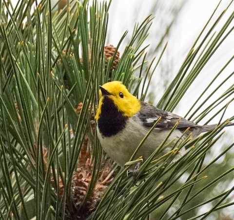 Hermit Warbler - TG Fannon