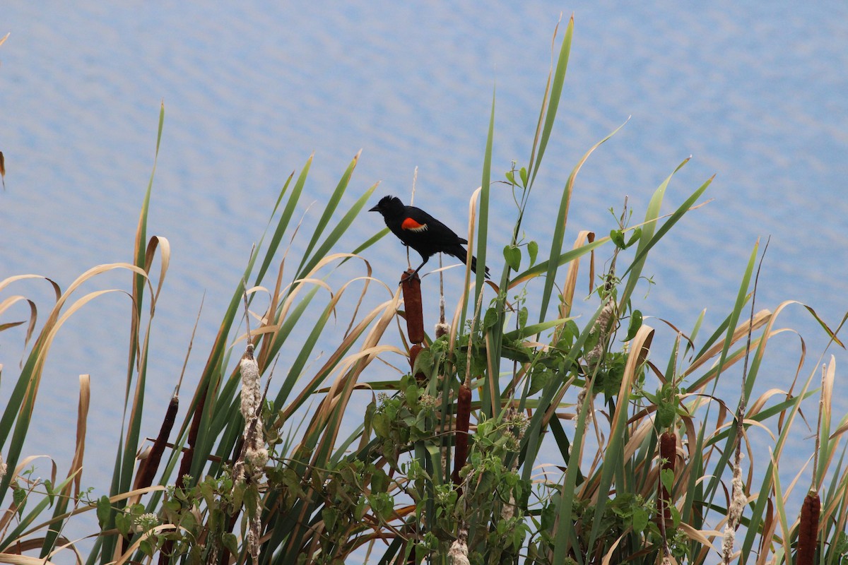 Red-winged Blackbird - Lila Gandy