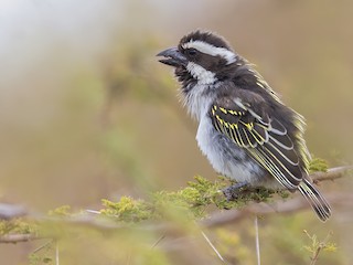  - Black-throated Barbet