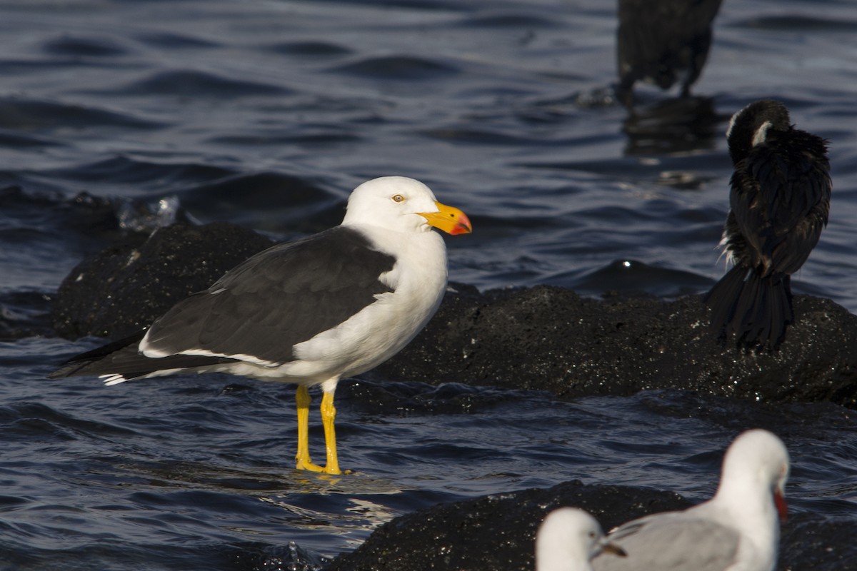 Pacific Gull - Owen Lishmund
